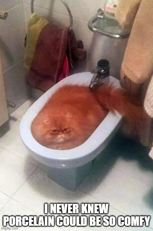 memes by Brad - My cat thinks porcelain is comfy | I NEVER KNEW PORCELAIN COULD BE SO COMFY | image tagged in funny,cats,kittens,funny cat memes,cute kittens,humor | made w/ Imgflip meme maker