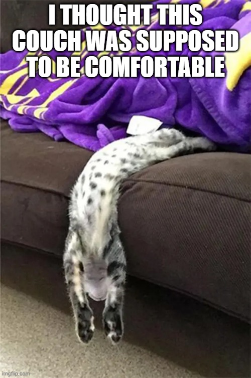 memes by Brad - My cat tries to get comfortable | I THOUGHT THIS COUCH WAS SUPPOSED TO BE COMFORTABLE | image tagged in funny,cats,cute kitten,funny cat memes,kitten,humor | made w/ Imgflip meme maker
