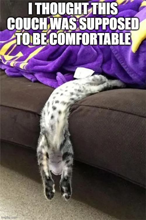 memes by Brad - My cat tries to get comfortable - Imgflip