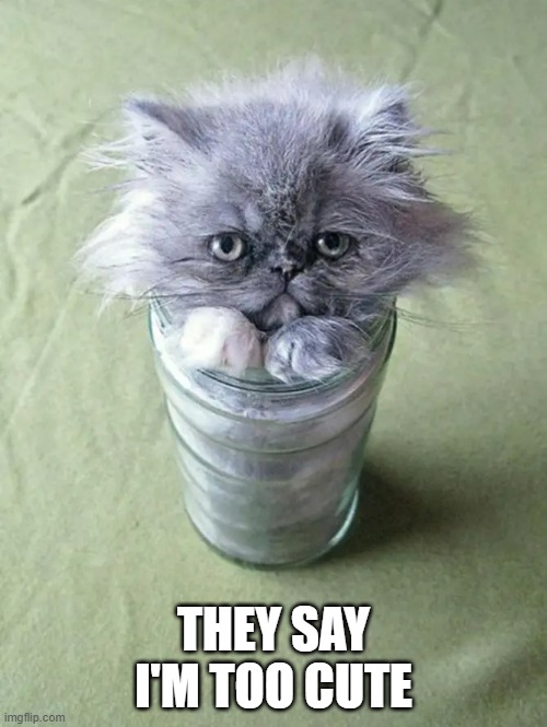 memes by Brad - This kitten is too cute | THEY SAY I'M TOO CUTE | image tagged in funny,cute kitten,cats,funny cat memes,kitten,humor | made w/ Imgflip meme maker
