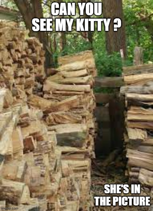 memes by Brad - My cat is hiding in this picture | CAN YOU SEE MY KITTY ? SHE'S IN THE PICTURE | image tagged in funny,cats,funny cat memes,cute kitten,humor,kitten | made w/ Imgflip meme maker