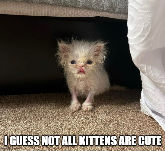 memes by Brad - Is this kitten cute? | I GUESS NOT ALL KITTENS ARE CUTE | image tagged in funny,cats,kitten,funny cat memes,cute kitten,humor | made w/ Imgflip meme maker