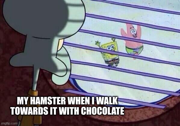 hamstore | MY HAMSTER WHEN I WALK TOWARDS IT WITH CHOCOLATE | image tagged in squidward window | made w/ Imgflip meme maker