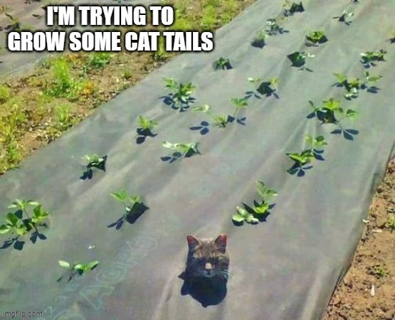 memes by Brad - I'm raising some cat tails | image tagged in funny,cats,kittens,funny cat memes,cute kittens,humor | made w/ Imgflip meme maker