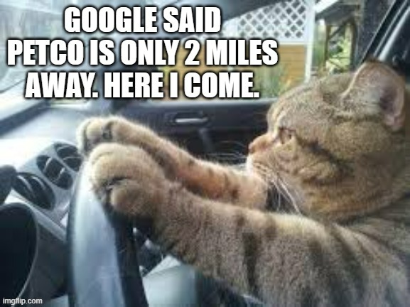 memes by Brad - My cat is driving to Petco - Humor | image tagged in funny,cats,kittens,funny cat memes,cute kitten,humor | made w/ Imgflip meme maker