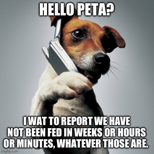 Dogs not fed | HELLO PETA? I WAT TO REPORT WE HAVE NOT BEEN FED IN WEEKS OR HOURS OR MINUTES, WHATEVER THOSE ARE. | image tagged in dog phone | made w/ Imgflip meme maker