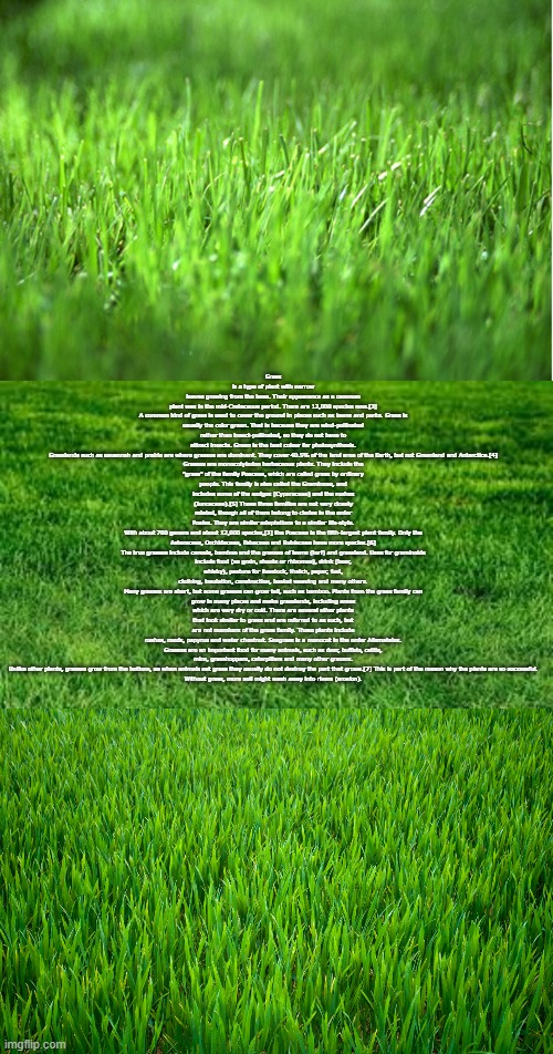 copypasta stream | Grass is a type of plant with narrow leaves growing from the base. Their appearance as a common plant was in the mid-Cretaceous period. There are 12,000 species now.[3]

A common kind of grass is used to cover the ground in places such as lawns and parks. Grass is usually the color green. That is because they are wind-pollinated rather than insect-pollinated, so they do not have to attract insects. Green is the best colour for photosynthesis.

Grasslands such as savannah and prairie are where grasses are dominant. They cover 40.5% of the land area of the Earth, but not Greenland and Antarctica.[4]

Grasses are monocotyledon herbaceous plants. They include the "grass" of the family Poaceae, which are called grass by ordinary people. This family is also called the Gramineae, and includes some of the sedges (Cyperaceae) and the rushes (Juncaceae).[5] These three families are not very closely related, though all of them belong to clades in the order Poales. They are similar adaptations to a similar life-style.

With about 780 genera and about 12,000 species,[3] the Poaceae is the fifth-largest plant family. Only the Asteraceae, Orchidaceae, Fabaceae and Rubiaceae have more species.[6]

The true grasses include cereals, bamboo and the grasses of lawns (turf) and grassland. Uses for graminoids include food (as grain, shoots or rhizomes), drink (beer, whisky), pasture for livestock, thatch, paper, fuel, clothing, insulation, construction, basket weaving and many others.

Many grasses are short, but some grasses can grow tall, such as bamboo. Plants from the grass family can grow in many places and make grasslands, including areas which are very dry or cold. There are several other plants that look similar to grass and are referred to as such, but are not members of the grass family. These plants include rushes, reeds, papyrus and water chestnut. Seagrass is a monocot in the order Alismatales.

Grasses are an important food for many animals, such as deer, buffalo, cattle, mice, grasshoppers, caterpillars and many other grazers. Unlike other plants, grasses grow from the bottom, so when animals eat grass they usually do not destroy the part that grows.[7] This is part of the reason why the plants are so successful.

Without grass, more soil might wash away into rivers (erosion). | image tagged in grass is greener,touching grass,grass | made w/ Imgflip meme maker