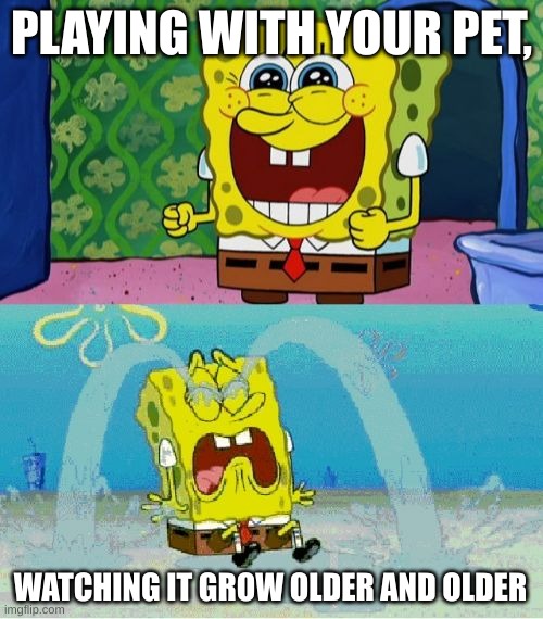 spongebob happy and sad | PLAYING WITH YOUR PET, WATCHING IT GROW OLDER AND OLDER | image tagged in spongebob happy and sad | made w/ Imgflip meme maker