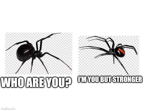 Black Widow vs Redback | I'M YOU BUT STRONGER; WHO ARE YOU? | image tagged in spider,memes,funny,i'm you but stronger,australia | made w/ Imgflip meme maker