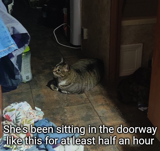 I don't know what she wants | She's been sitting in the doorway like this for at least half an hour | made w/ Imgflip meme maker