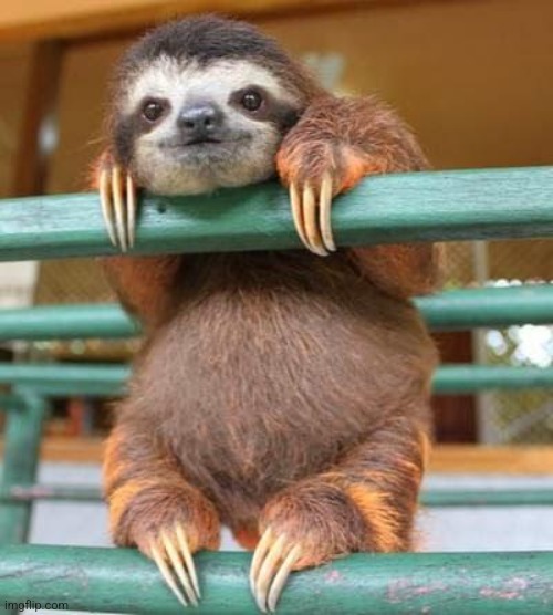 cute sloth | image tagged in cute sloth | made w/ Imgflip meme maker