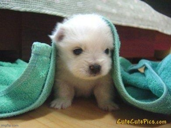 Cute puppy | image tagged in cute puppy | made w/ Imgflip meme maker