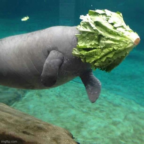 Manatee Lettuce Faceplant | image tagged in manatee lettuce faceplant | made w/ Imgflip meme maker