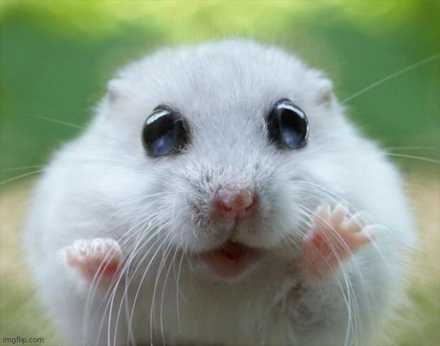 Hamster cute | image tagged in hamster cute | made w/ Imgflip meme maker