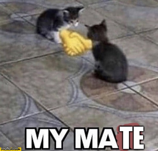 Cats shaking hands | TE | image tagged in cats shaking hands | made w/ Imgflip meme maker