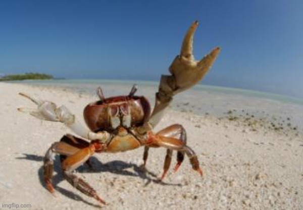 crab | image tagged in crab | made w/ Imgflip meme maker