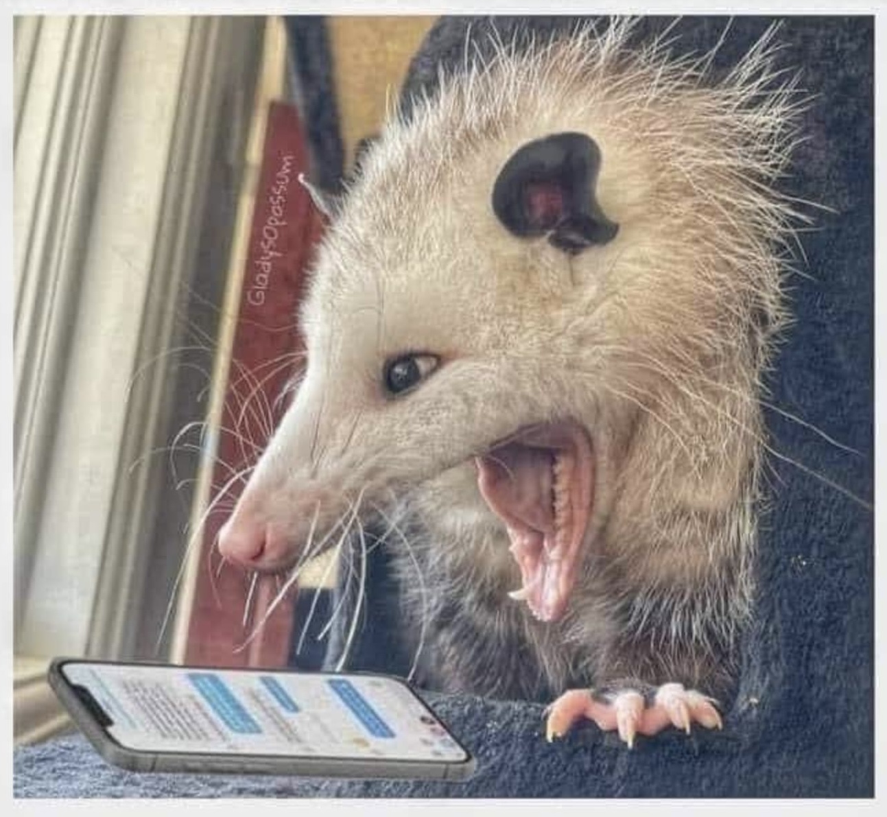 High Quality Screaming possum Blank Meme Template