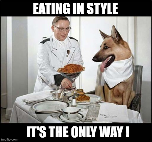 This Dog Loves Fine Dining ! | EATING IN STYLE; IT'S THE ONLY WAY ! | image tagged in dogs,fine dining,style | made w/ Imgflip meme maker