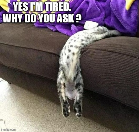memes by Brad - I think my cat is tired | image tagged in funny,cats,kittens,funny cat memes,cute kitten,humor | made w/ Imgflip meme maker