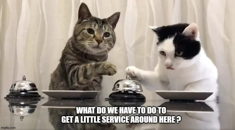 memes by Brad - cat rings bell for service | image tagged in funny,cats,kittens,funny cat memes,cute kittens,humor | made w/ Imgflip meme maker