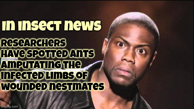 Bugs Think | Researchers have spotted ants amputating the infected limbs of
wounded nestmates; In insect news | image tagged in kevin heart idiot,bugs,insects,intelligence,amputee,memes | made w/ Imgflip meme maker