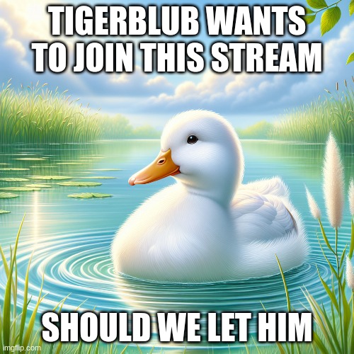 Duck | TIGERBLUB WANTS TO JOIN THIS STREAM; SHOULD WE LET HIM | image tagged in duck | made w/ Imgflip meme maker