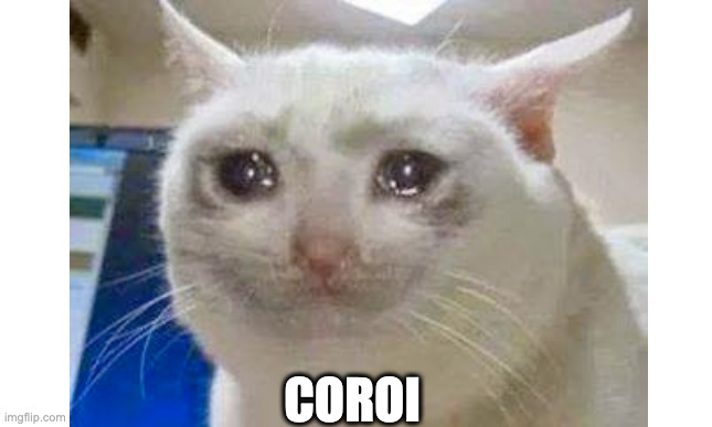 coroi | COROI | image tagged in coroi,cat | made w/ Imgflip meme maker