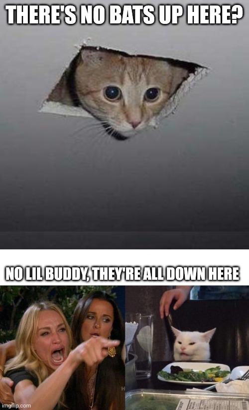 THERE'S NO BATS UP HERE? NO LIL BUDDY, THEY'RE ALL DOWN HERE | image tagged in memes,ceiling cat,woman yelling at cat | made w/ Imgflip meme maker