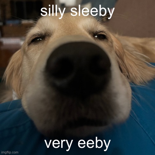 eeby sleeby | silly sleeby; very eeby | image tagged in memes,dogs | made w/ Imgflip meme maker