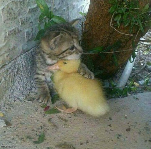 Kitten and Duckling | image tagged in kitten and duckling | made w/ Imgflip meme maker