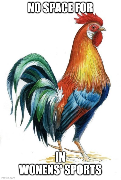 French Cockerel | NO SPACE FOR; IN WONENS' SPORTS | image tagged in french cockerel | made w/ Imgflip meme maker