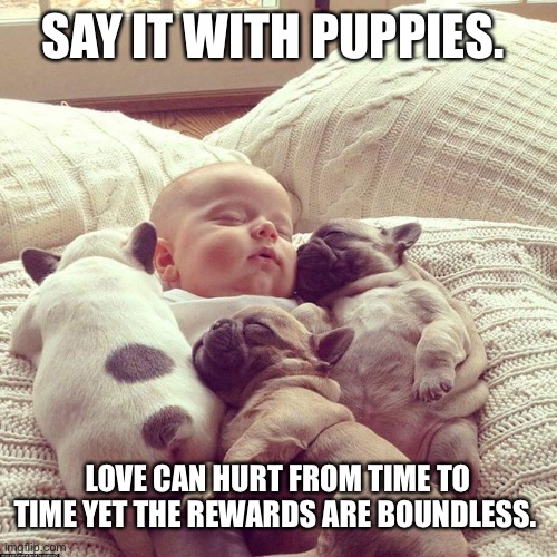 puppies | SAY IT WITH PUPPIES. LOVE CAN HURT FROM TIME TO TIME YET THE REWARDS ARE BOUNDLESS. | image tagged in puppies | made w/ Imgflip meme maker