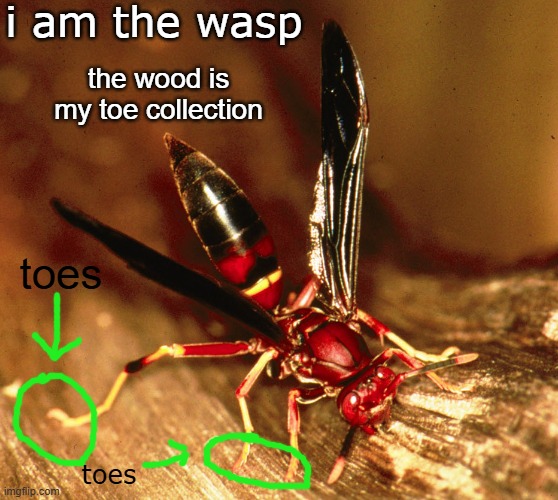 i am the wasp; the wood is my toe collection; toes; toes | made w/ Imgflip meme maker