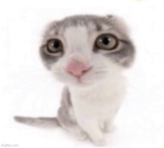 Cat no ears | image tagged in cat no ears | made w/ Imgflip meme maker