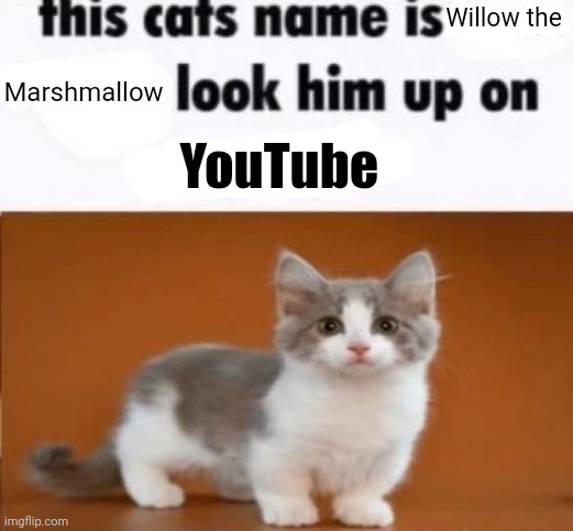 Don't actually 3: | Willow the; Marshmallow; YouTube | image tagged in this cats name is x look him up on google | made w/ Imgflip meme maker