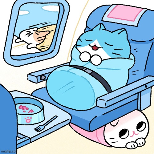 What a joyful airplane ride! | image tagged in cats,burrito,airplane | made w/ Imgflip meme maker