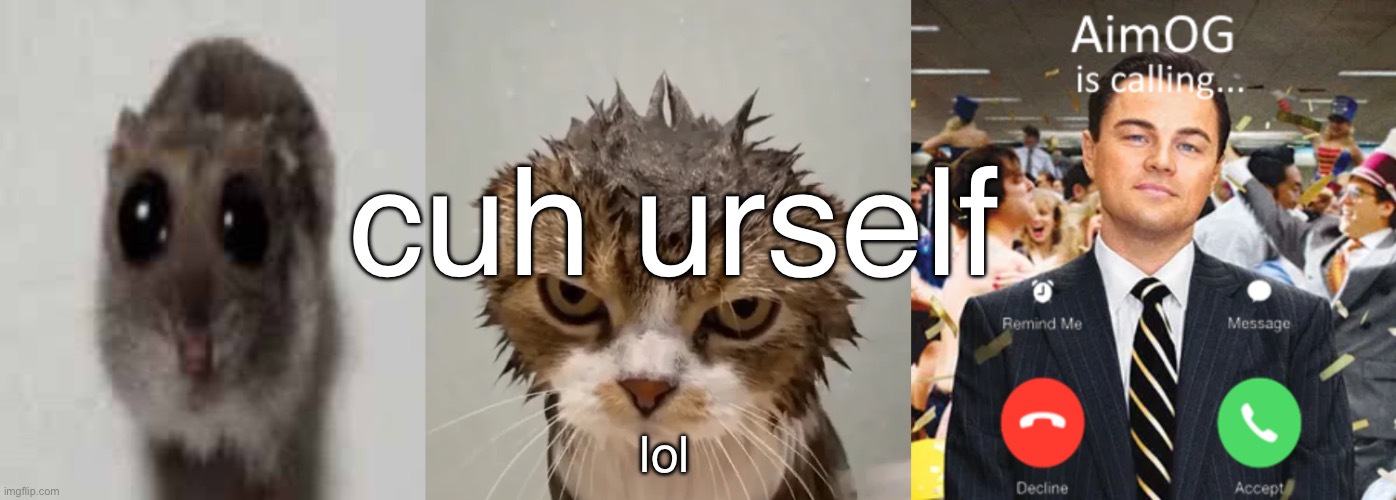 cuh urself | cuh urself; lol | image tagged in stupid,cat,hampter | made w/ Imgflip meme maker