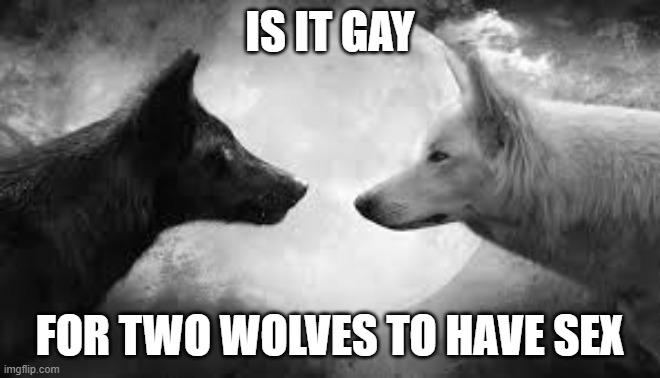 IS IT GAY FOR TWO WOLVES TO HAVE SEX | made w/ Imgflip meme maker