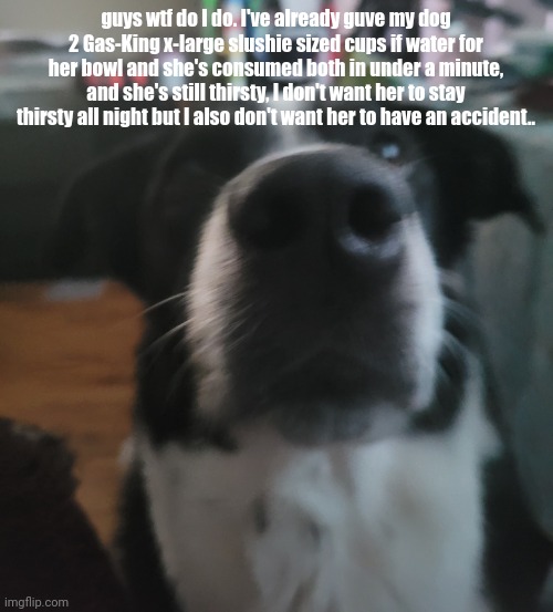 /srs | guys wtf do I do. I've already guve my dog 2 Gas-King x-large slushie sized cups if water for her bowl and she's consumed both in under a minute, and she's still thirsty, I don't want her to stay thirsty all night but I also don't want her to have an accident.. | image tagged in tweaks dock | made w/ Imgflip meme maker