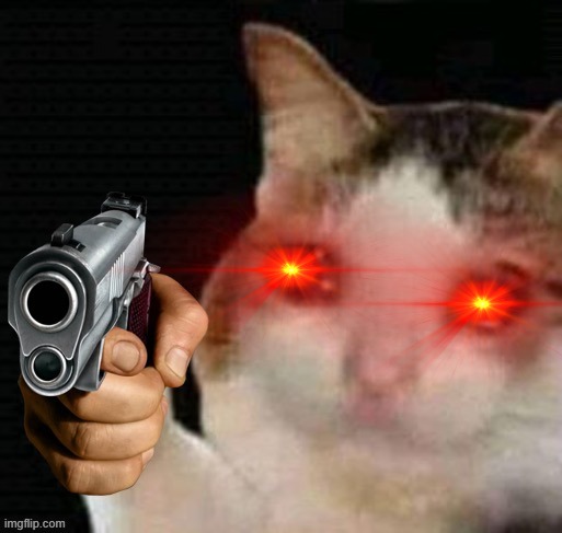 Sad cat pointing gun | image tagged in sad cat pointing gun | made w/ Imgflip meme maker