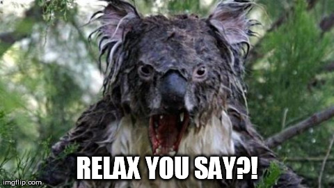 Angry Koala Meme | RELAX YOU SAY?! | image tagged in memes,angry koala | made w/ Imgflip meme maker