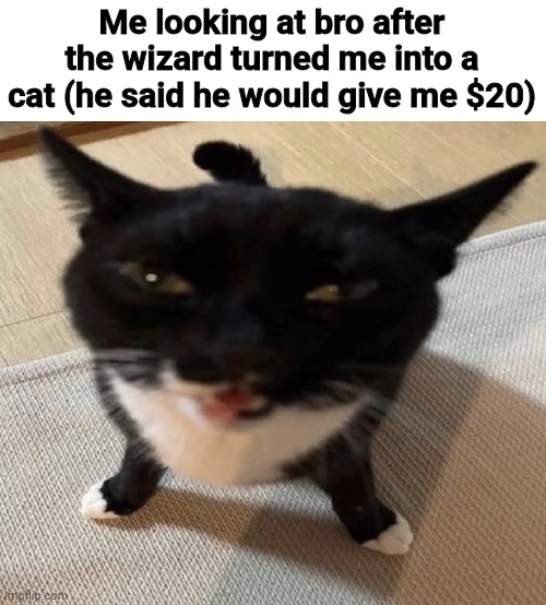 Lied | Me looking at bro after the wizard turned me into a cat (he said he would give me $20) | image tagged in cat of anger,memes,shitpost,cats,oh wow are you actually reading these tags | made w/ Imgflip meme maker