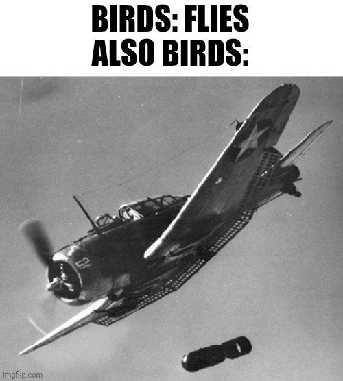 Car approaches | BIRDS: FLIES
ALSO BIRDS: | image tagged in dive bomber,memes,funny,a random meme | made w/ Imgflip meme maker