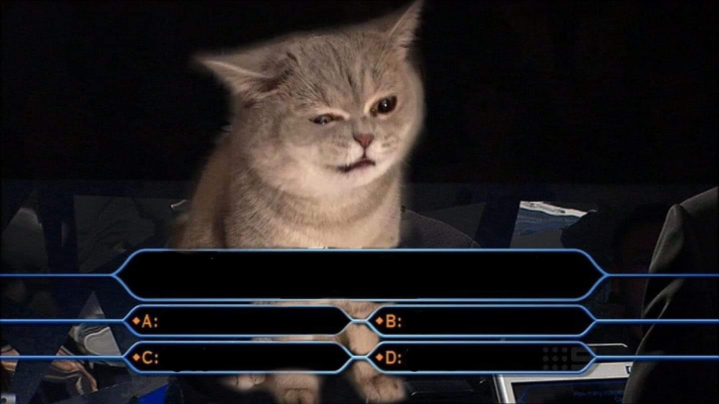 Who wants to be a millionaire cat Blank Meme Template