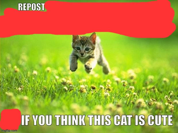 Repost if you think this cat is cute | image tagged in repost if you think this cat is cute | made w/ Imgflip meme maker