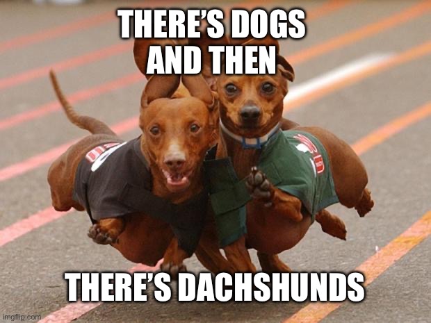 Dachshunds running | THERE’S DOGS 
AND THEN; THERE’S DACHSHUNDS | image tagged in dachshunds running | made w/ Imgflip meme maker