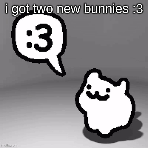 :3 cat | i got two new bunnies :3 | image tagged in 3 cat | made w/ Imgflip meme maker
