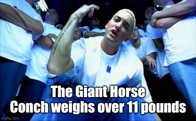 Eminem1 | The Giant Horse Conch weighs over 11 pounds | image tagged in eminem1 | made w/ Imgflip meme maker