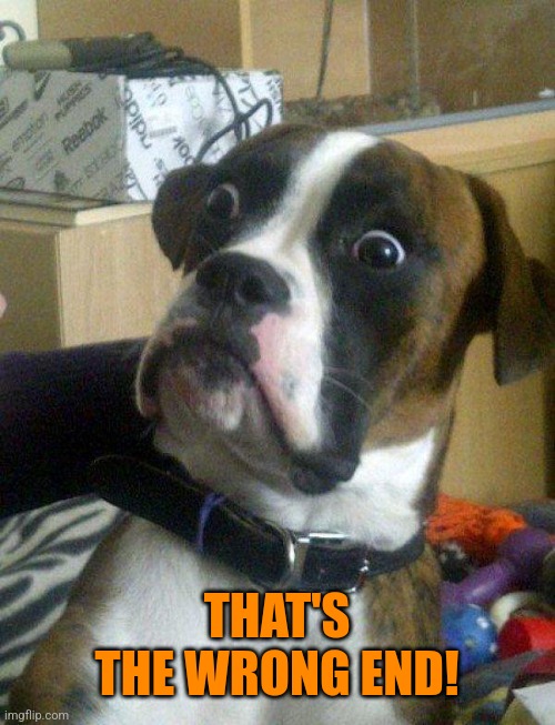 Blankie the Shocked Dog | THAT'S THE WRONG END! | image tagged in blankie the shocked dog | made w/ Imgflip meme maker