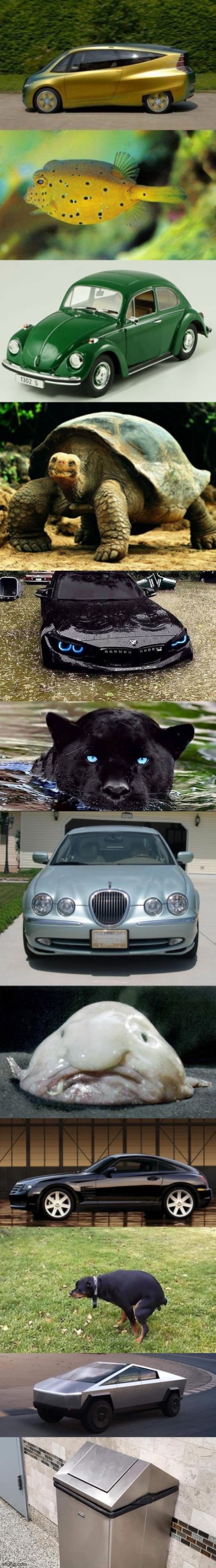 Cars and their inspiration (scroll down) | image tagged in cars,inspiration,animal,design,funny,comparison | made w/ Imgflip meme maker